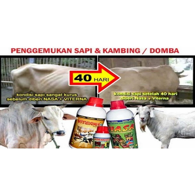 ternak kambing nasa