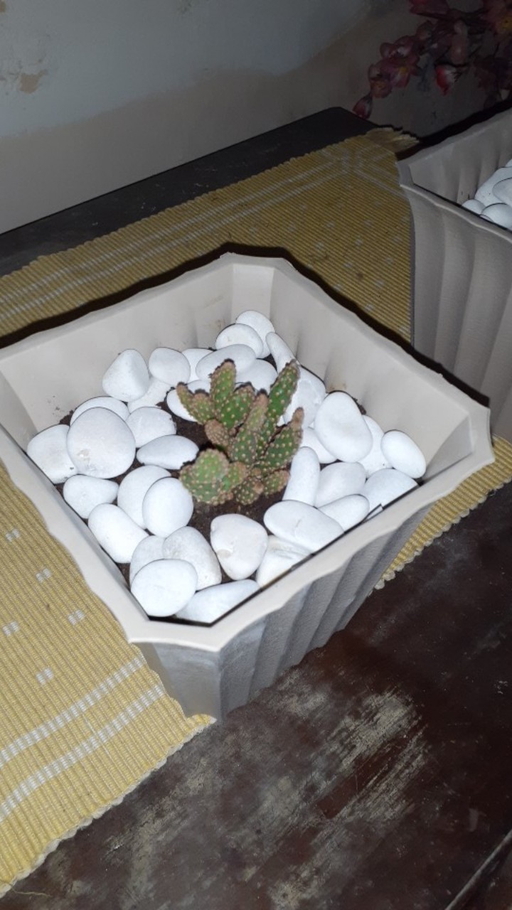 Sukulen Dan Kaktus Mini (opuntia Rufida Var. Monstruosa)