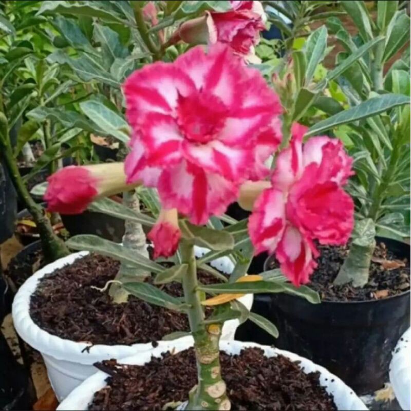 Tanaman hias bibit kamboja jepang / tanaman adenium kamboja jepang / tanaman adenium