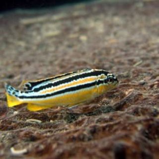 Ikan Hias Aquascape Niasa Size S