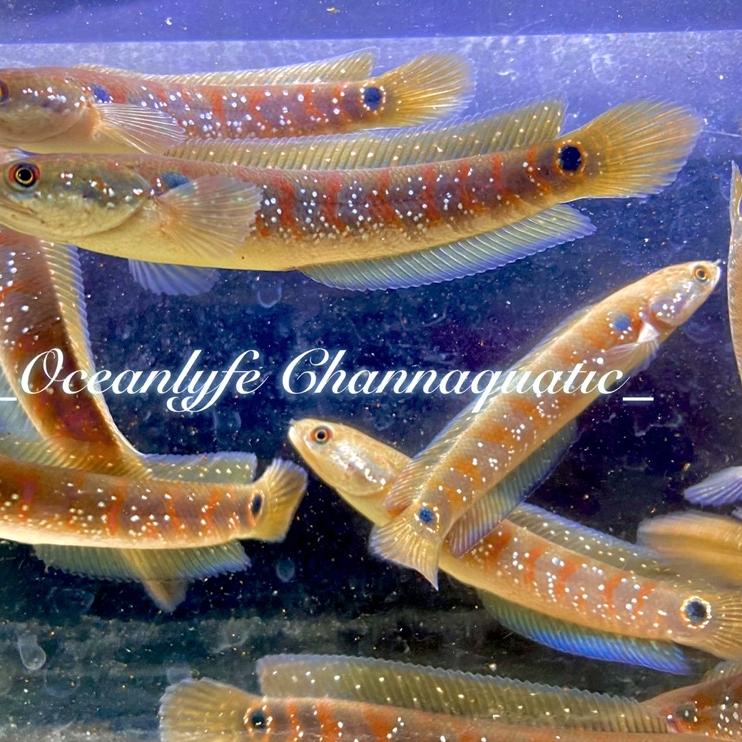 Hot Sell.. Asiatica Red Stripe Premium