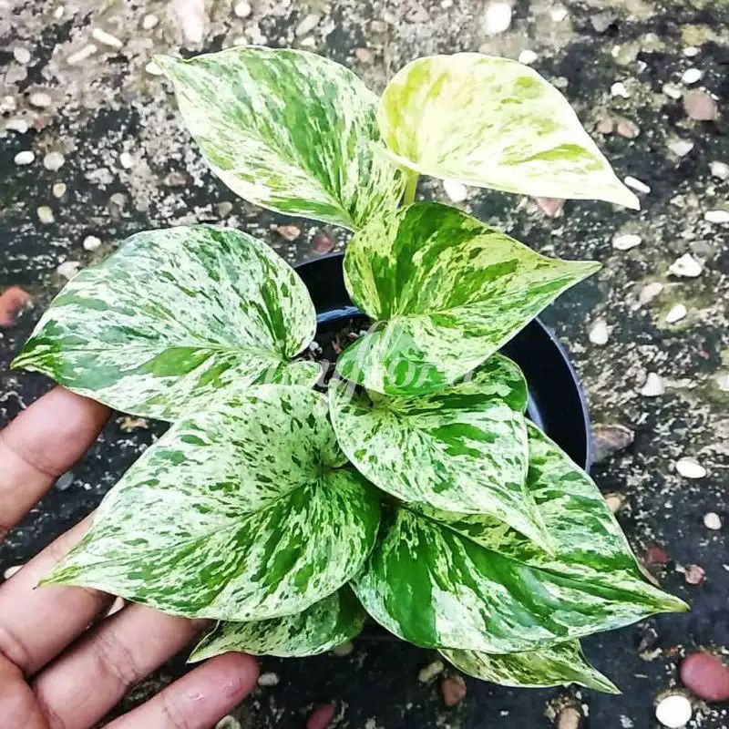 Srigading Variegata | Srigading Putih