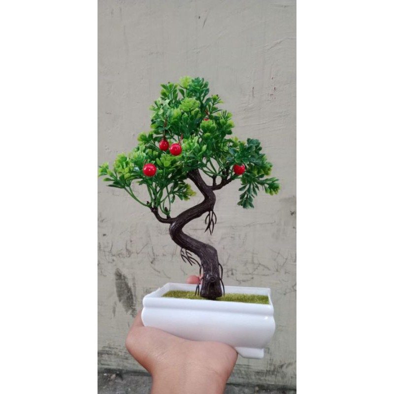 bonsai mini