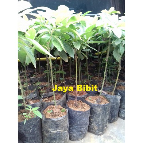 BIBIT ALPUKAT PLUWANG