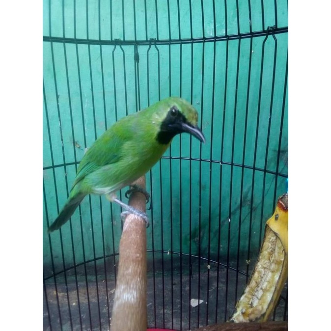 66 Gambar Burung Ijo Mini HD Terbaik