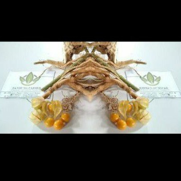

akar ciplukan/cecendet/Golden Berry Tinggal Rebus 300 gr
