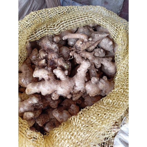 

jahe emprit / jahe kecil