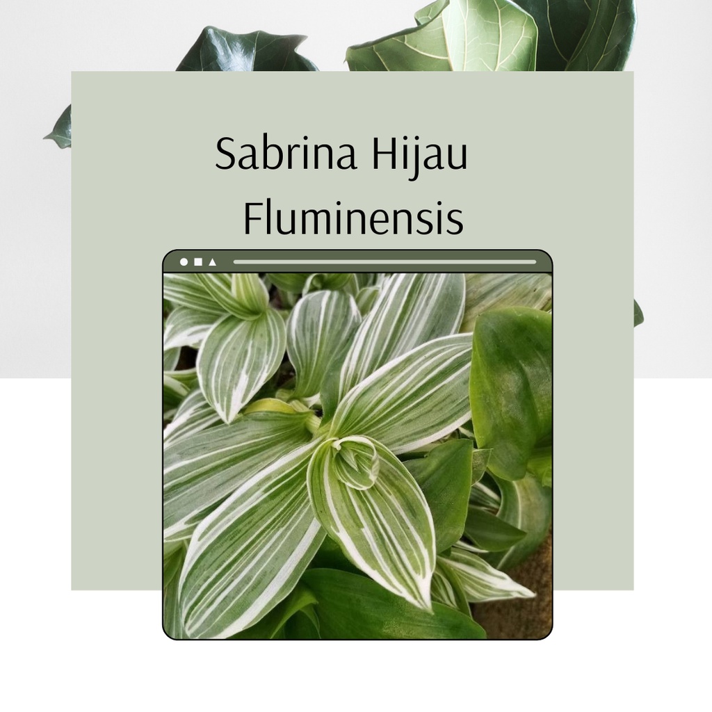Tanaman Hias Sabrina Hijau Tradescantia Fluminensis Bunga Cantik Sabrina Hijau Tradescantia Fluminen