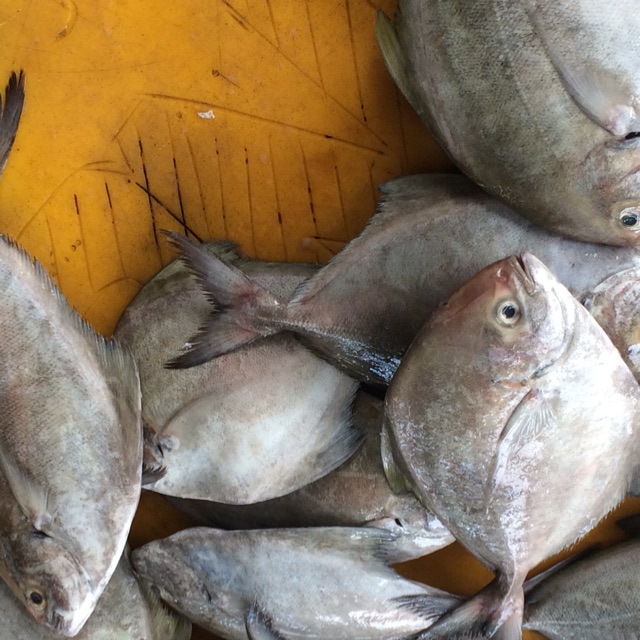 

Ikan Kue