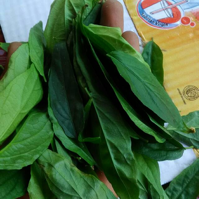 

Daun belalai gajah segar