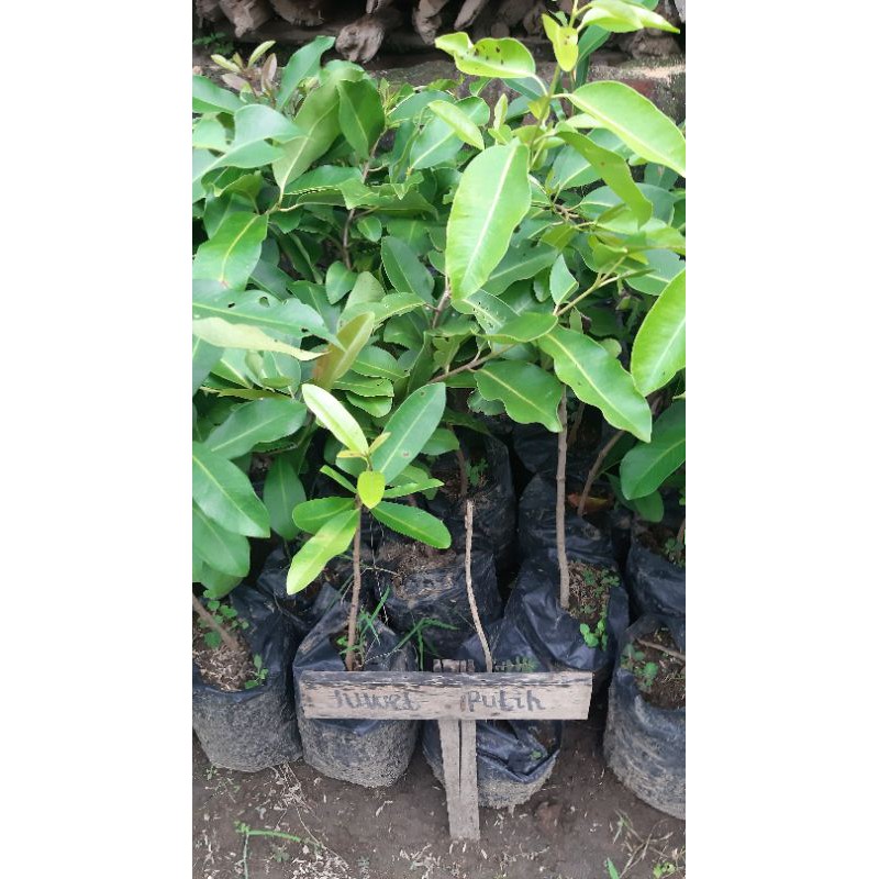bibit tanaman juwet / jamblang putih bisa berbuah dalam pot