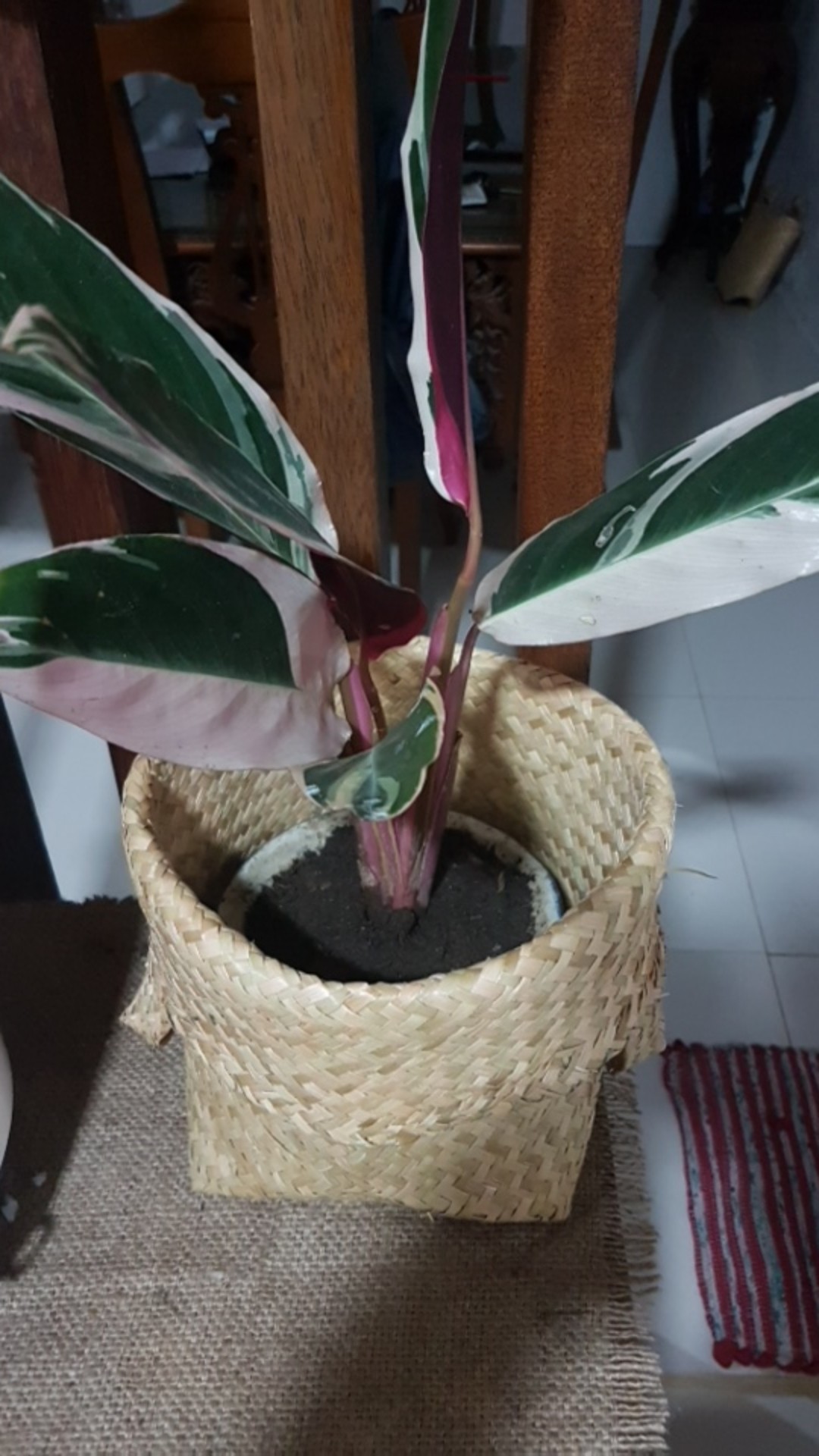 Set Purun Reguler 30cm