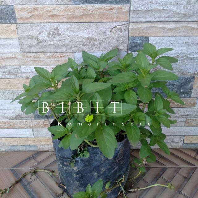 Bibit Spearmint/Tanaman Mint/Daun Mint