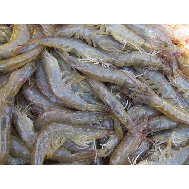 

Udang Vaname size kecil segar 1 kg