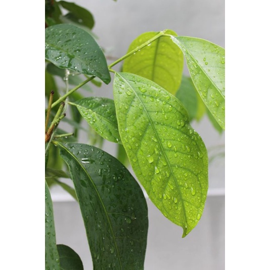 

Daun Salam