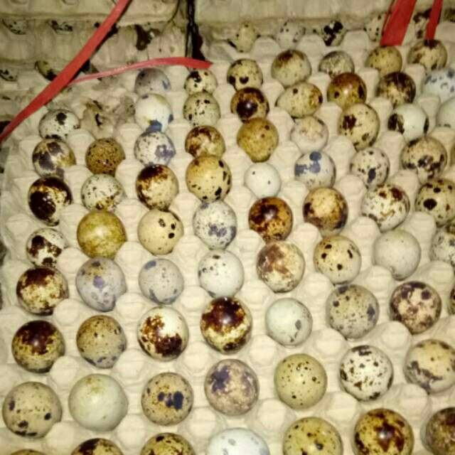 

TERMURAH.telur puyuh.