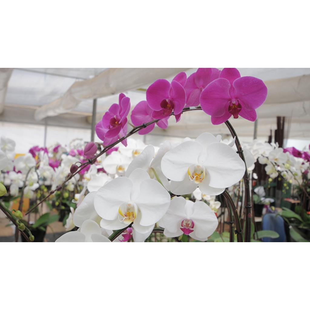 angbul KOLEKSIAN BERBUNGA