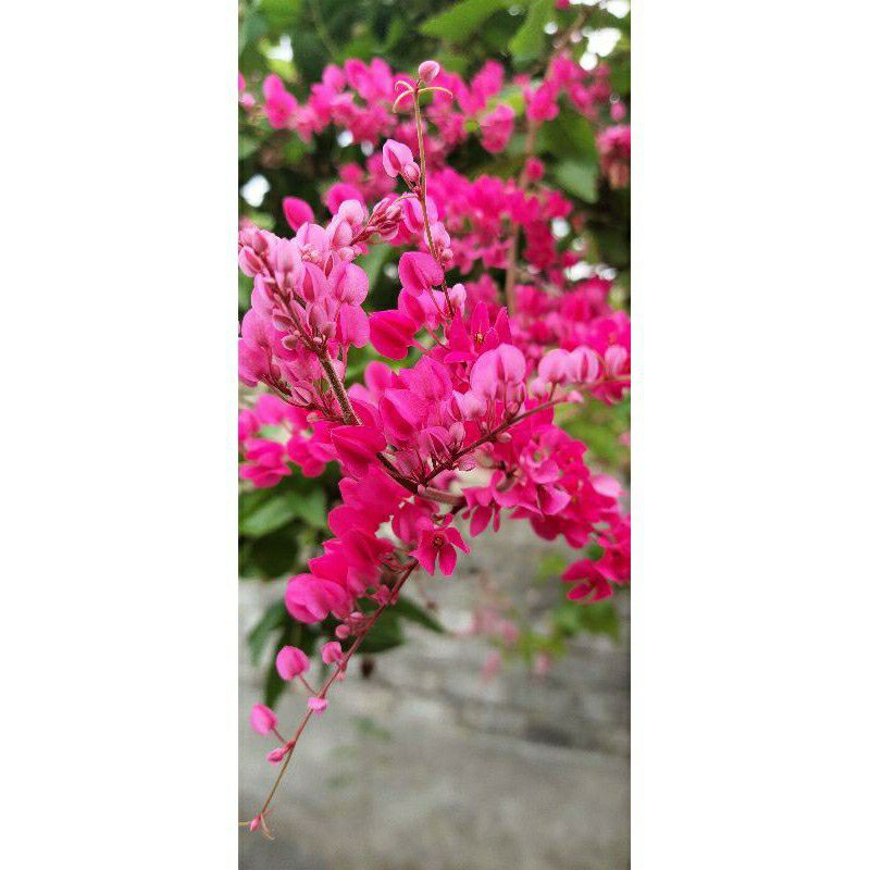 Bibit Bunga Air Mata Pengantin/AMP Pink