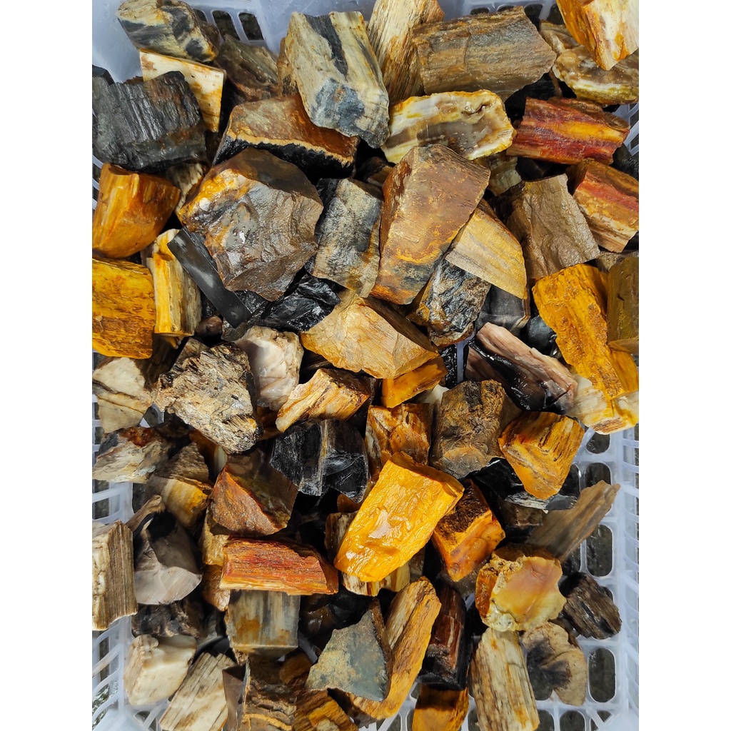 Batu Mentah Fosil Kayu - Bongkahan Petrified Wood - Bongkahan Fosil Kayu