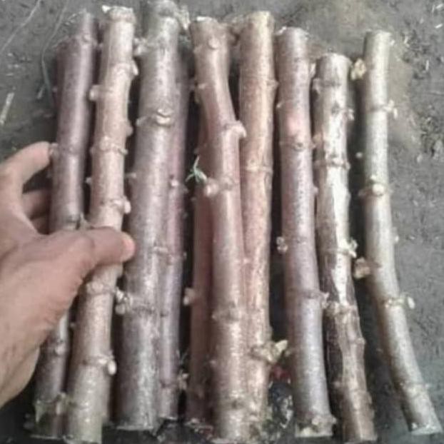 10 Bibit Pohon Singkong Mentega Stek Bibit Batang Singkong Mentega