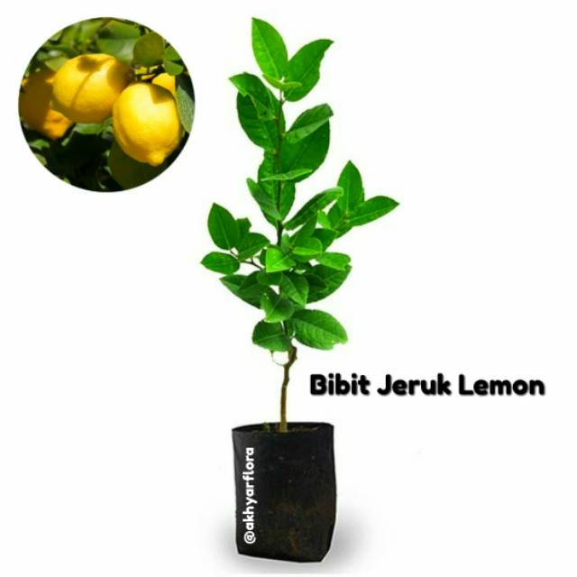 Bibit Jeruk Lemon Pohon Jeruk Lemon Tanaman Buah Jeruk Lemon