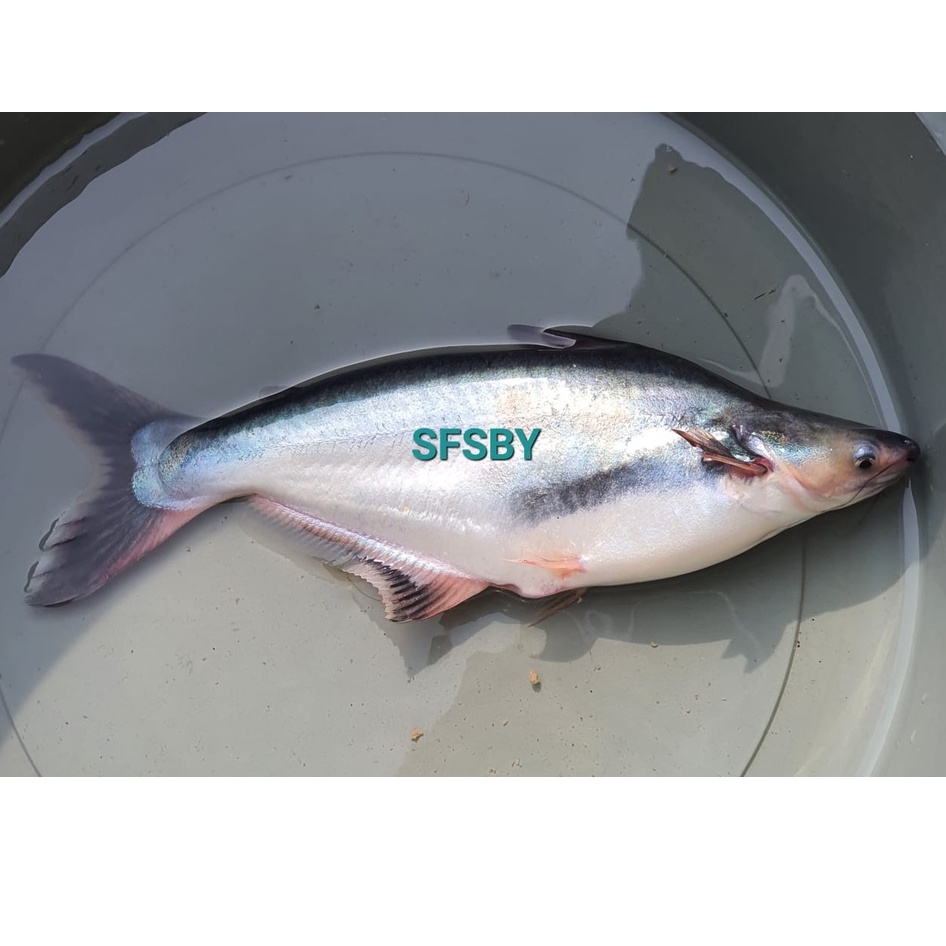 IKAN PATIN SEGAR FRESH UTUH 1Kg Ikan Dori Dory Fillet Pangasius Fish