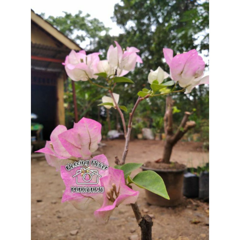 TERLARIS Bougenville Begawan Solo (bibit) bugenvil bengawan solo bibit hidup bugenvil bengawan solo