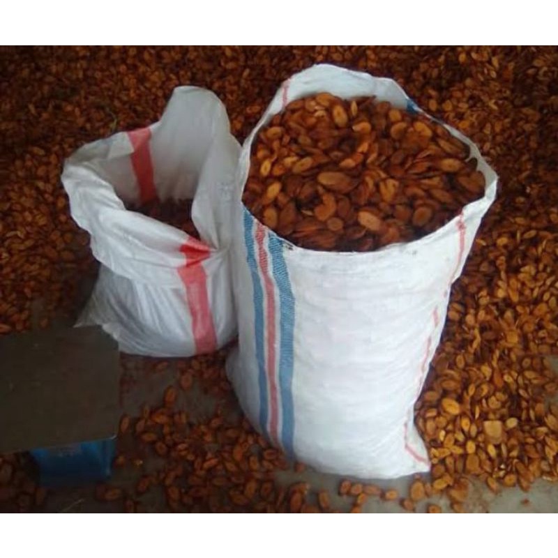 1kg akar bajakah tampala super 100% asli kalimantan unag kmbali jika palsu.harga grosir