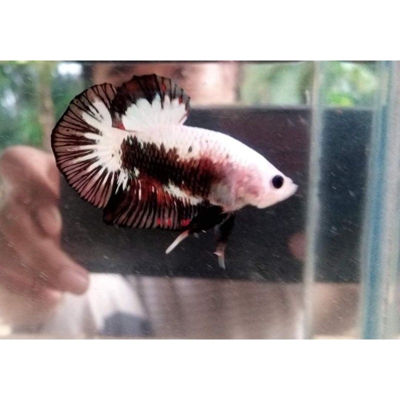 Ikan Cupang Hias Koi Cooper & BlackKoi Galaxy