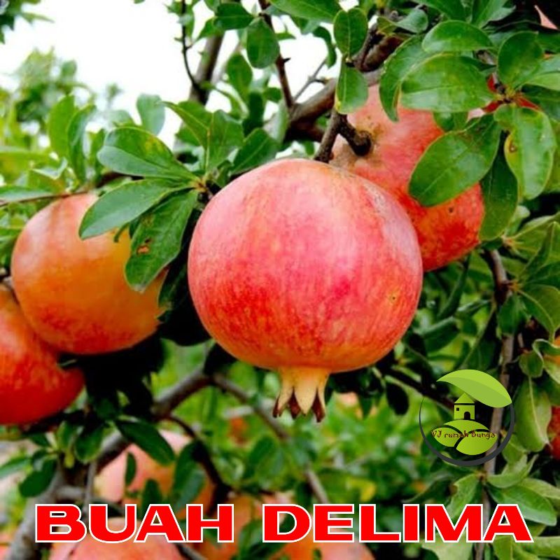 Benih Buah Buahan Unggul Mudah Tumbuh