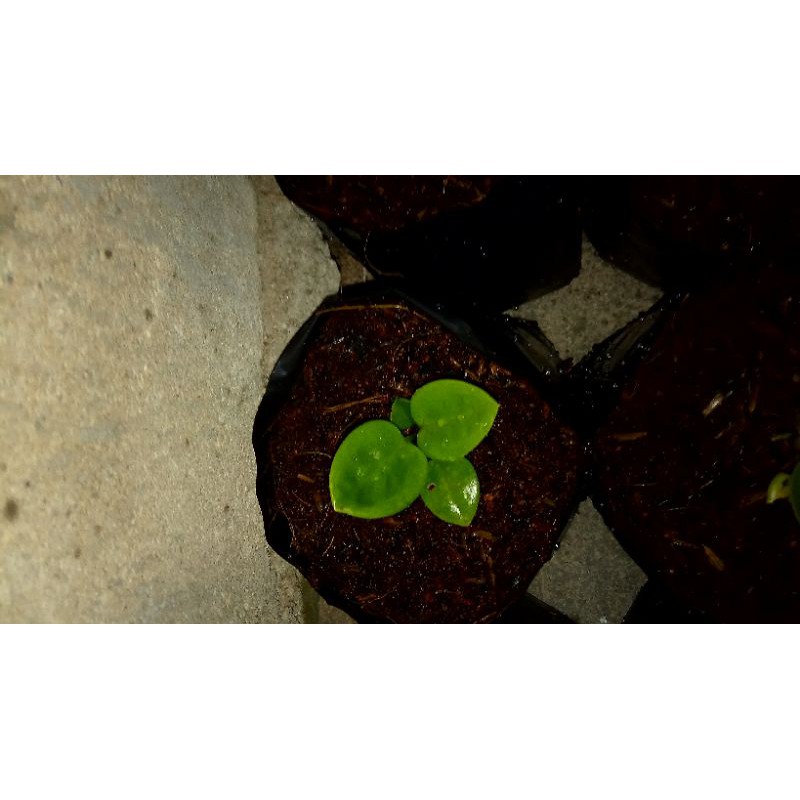 anturium jemani mangkok