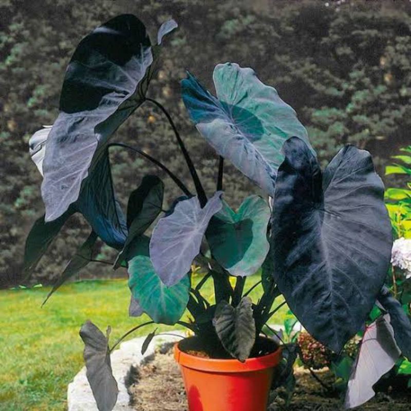 Tanaman Hias Caladium Black Hitam  Talas Hitam  Sente hitam  