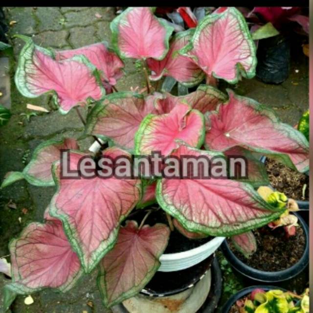Tanaman hias keladi caladium/tanaman keladi caladium