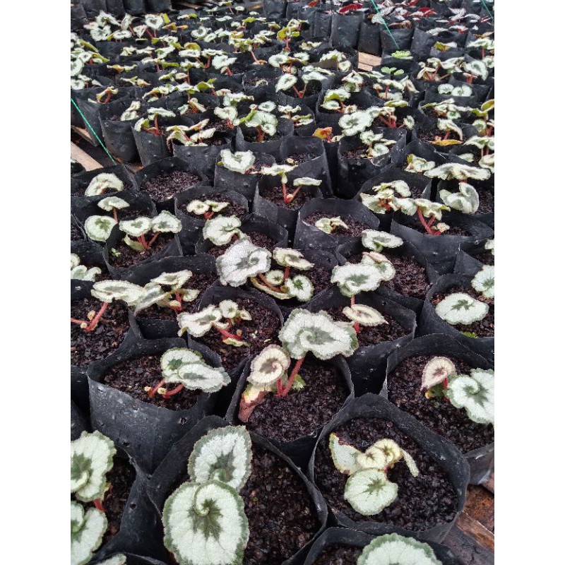 Begonia keong hijau