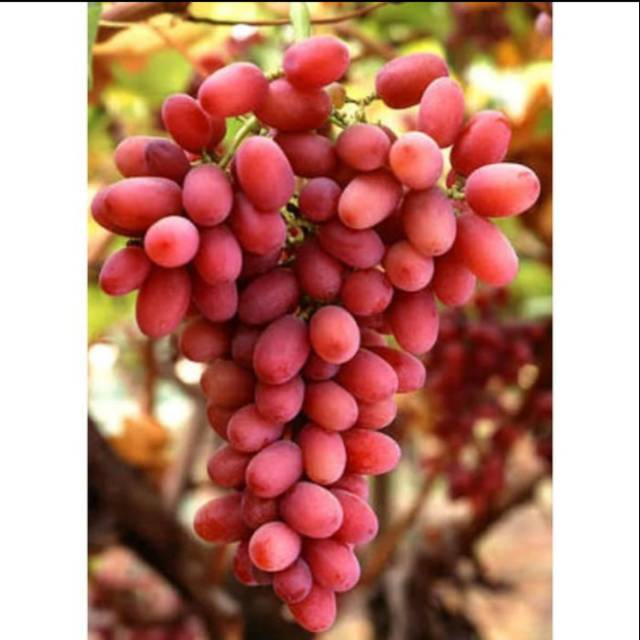 Bibit Anggur Import AUTUMN SEEDLESS