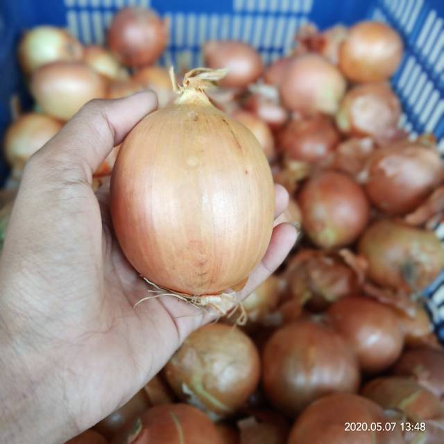 

bawang bombay besar, sedang