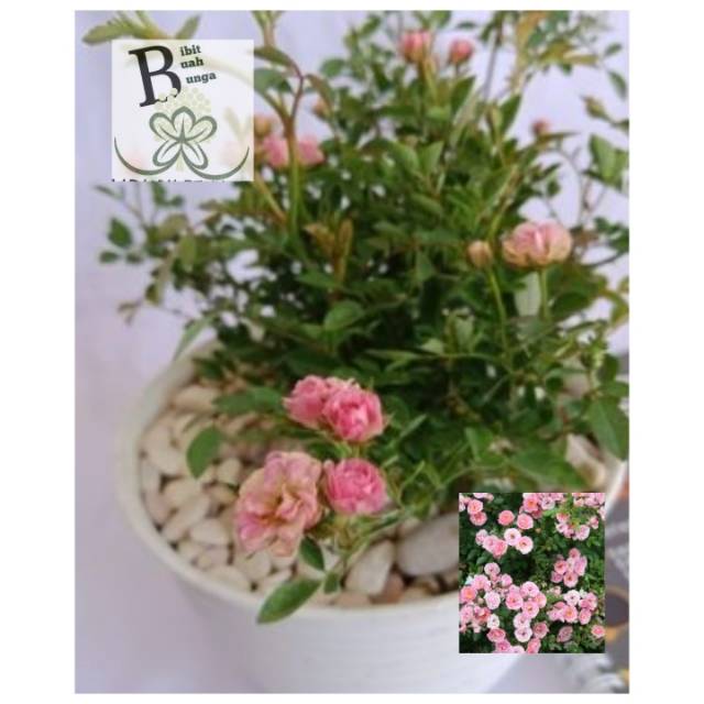 Tanaman Baby Rose