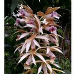 Anggrek Tanah Phaius Tangkerville warna merah dan putih