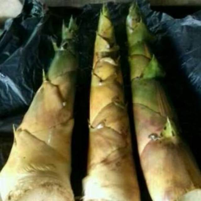 Rebung Bambu Kuning Cina Asli - Obat Herbal