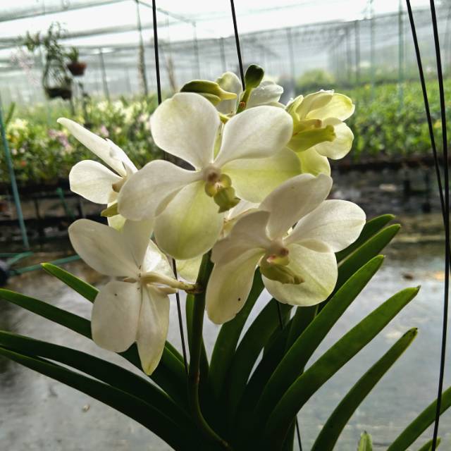 Anggrek vanda dewasa bunga putih / anggrek vanda