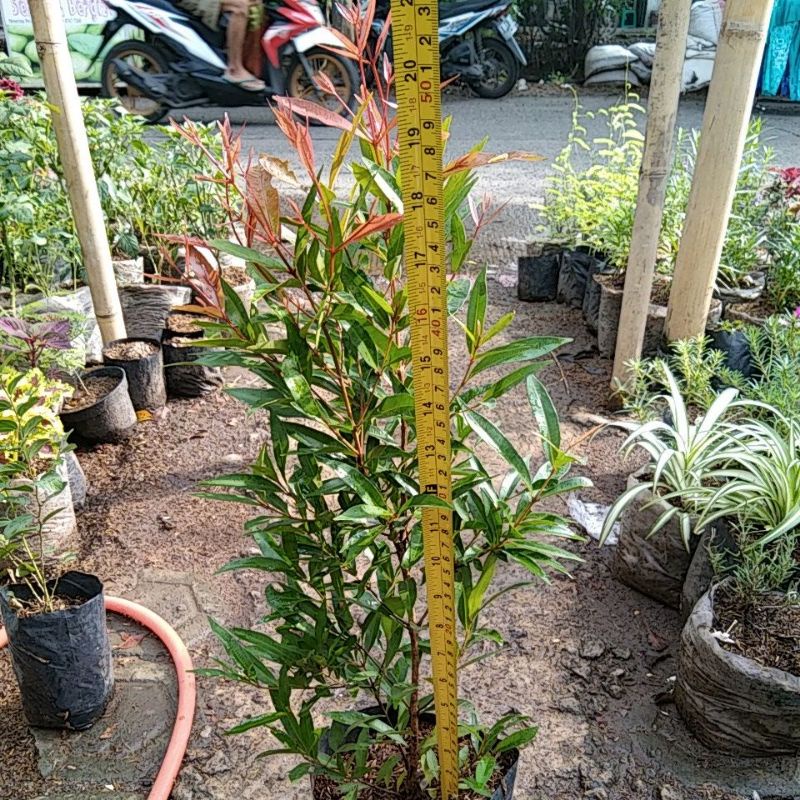 Tanaman Hias Pucuk Merah/Pohon Pucuk Merah Tinggi 50cm