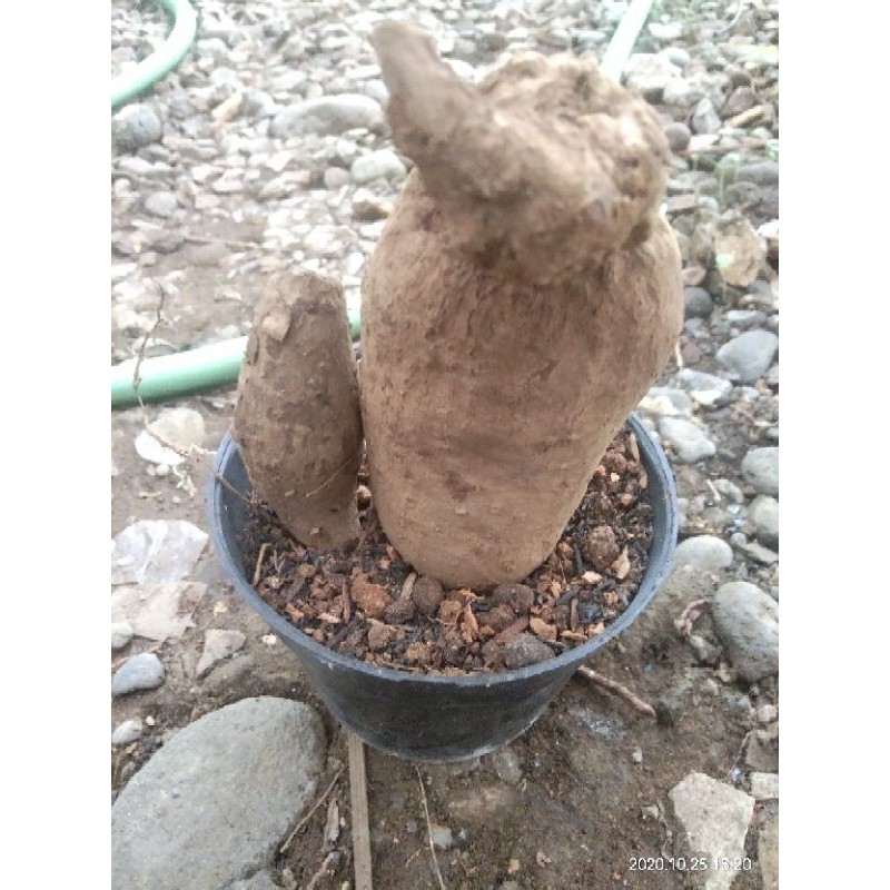 #stephania #caudex #venosa