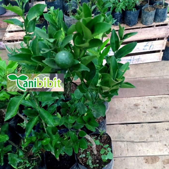 Pohon Jeruk Sunkist - Bibit Jeruk Sunkist Siap Berbuah Asli