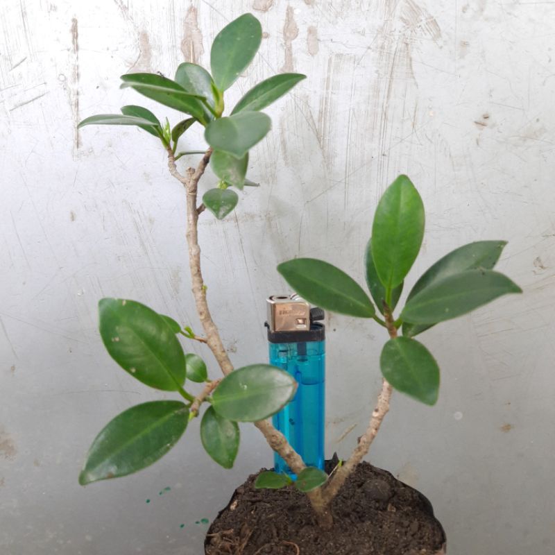 Bahan bonsai bibit dolar Korea ( Ficus coreana ) sudah subur