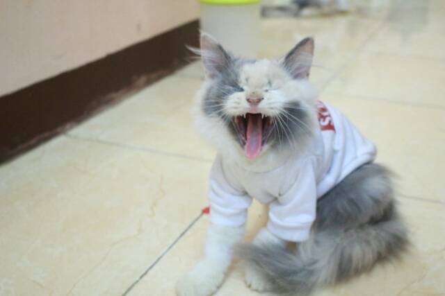 Kaos Supreme untuk kucing dan anjing lengan panjang size S M L XL