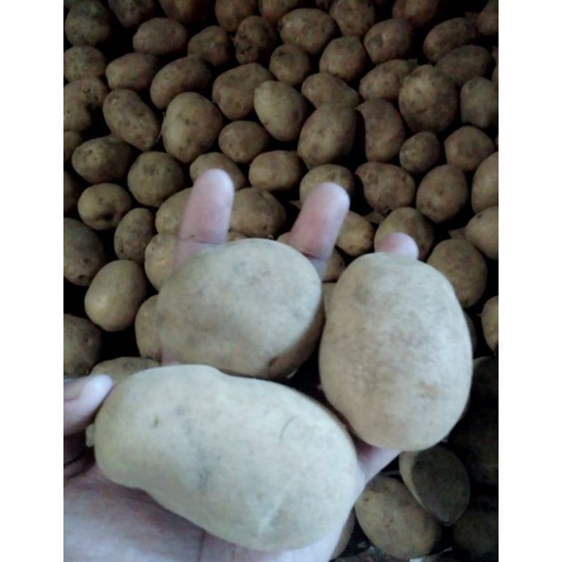 

Kentang/kentang segar 1kg