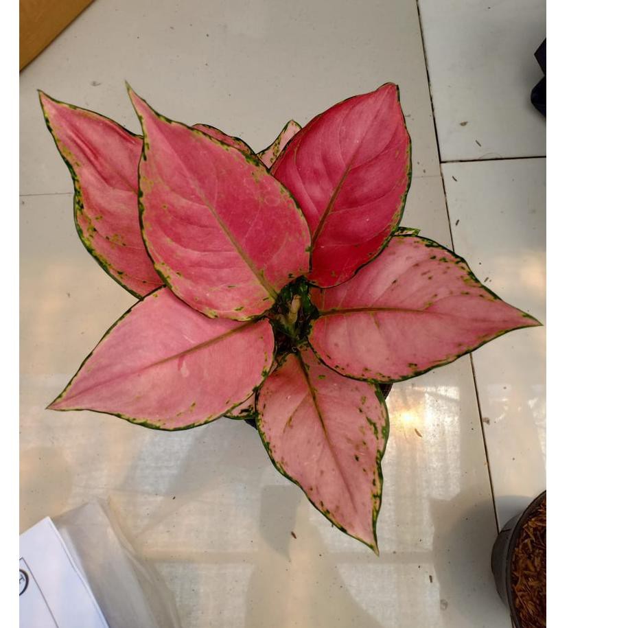 ✱ PINK ANJAMANI ANAKAN ( Tanaman Hias Aglaonema / Aglonema ) ֍