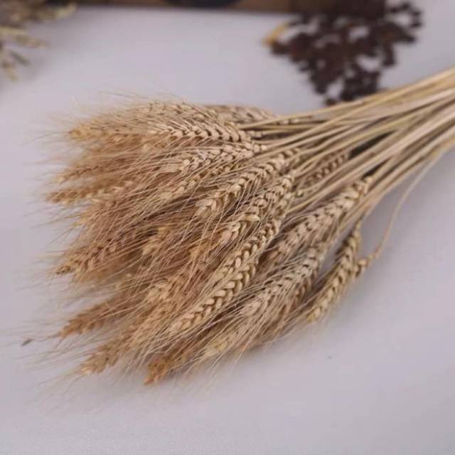 

Gandum Kering / Dried wheat Flowers ( 10 batang )