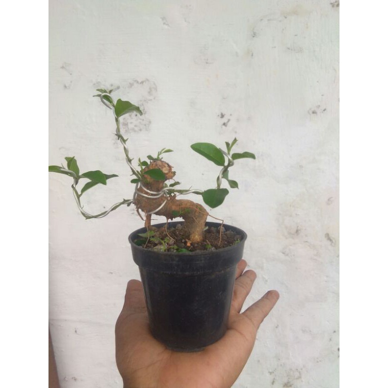 bonsai sisir mame