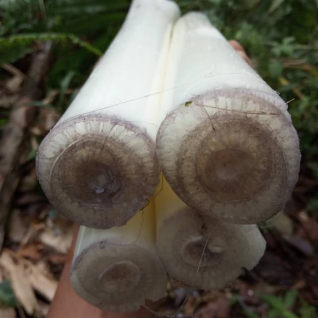 

JUAL ATI PISANG MUDA 1KG